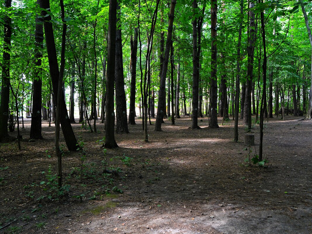 Чебоксары. Западная окраина рощи Гузовского. - Пётр Чернега Чебоксары. Западная окраина рощи Гузовского. - Пётр Чернега