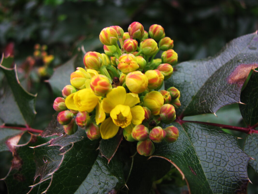 Магония зацветает - Людмила Смородинская Магония зацветает - Людмила Смородинская