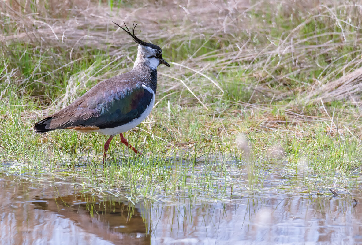 ПО ДЕЛАМ... ) - Володька Завитушкин ПО ДЕЛАМ... ) - Володька Завитушкин
