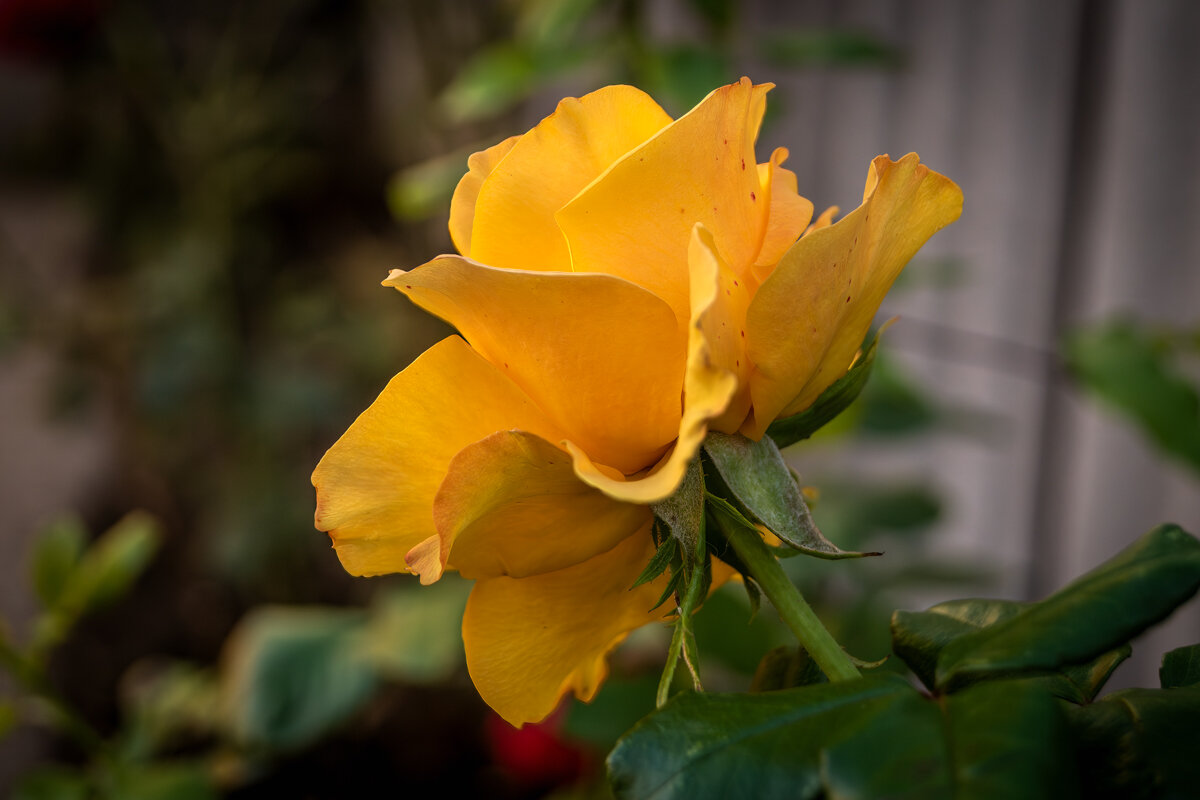 Роза - Игорь Сикорский