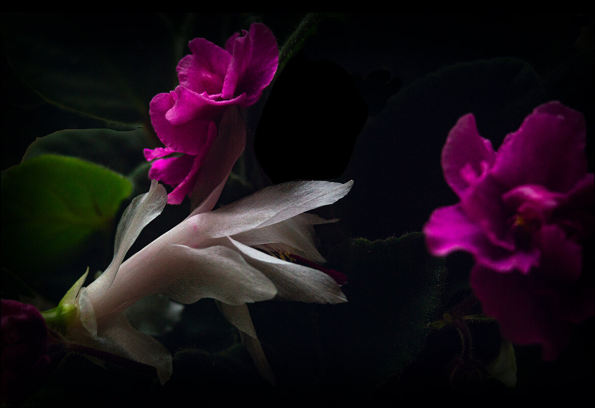 Декабрист месяцы перепутал - Людмила Фил