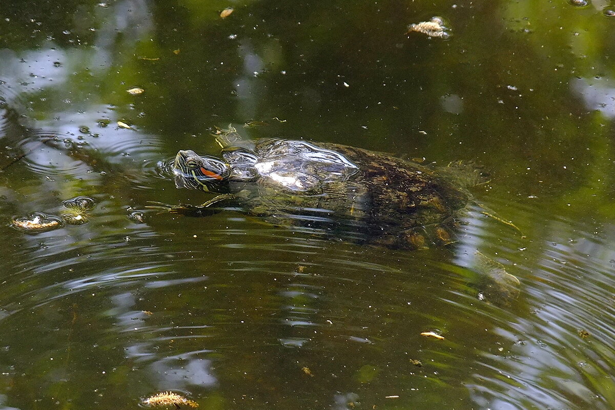 Черепашка - Фёдор Меркурьев Черепашка - Фёдор Меркурьев