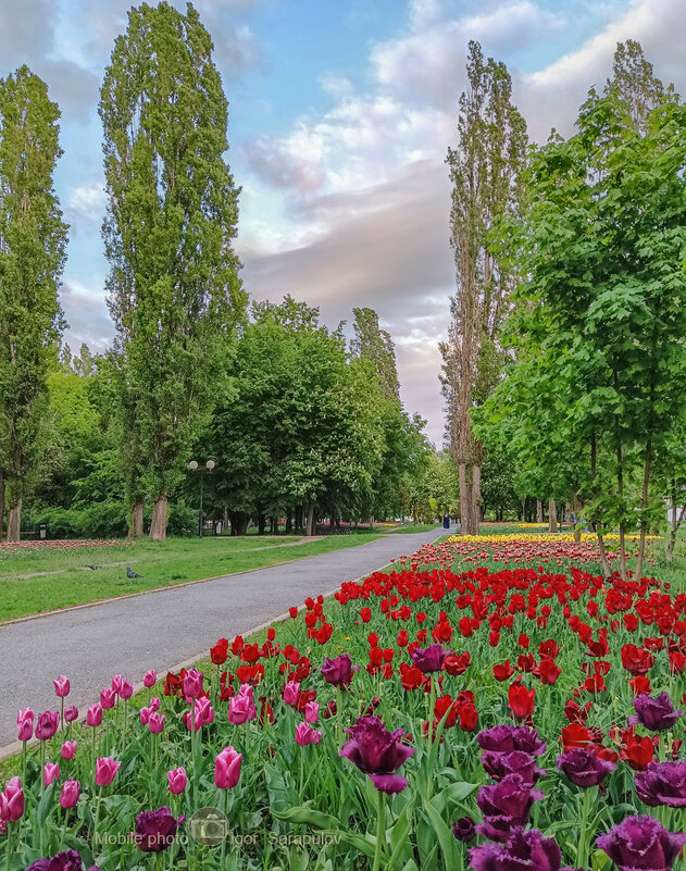 Тюльпановый вечер - Игорь Сарапулов Тюльпановый вечер - Игорь Сарапулов