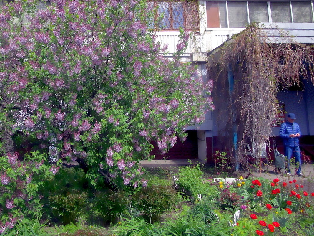 Мелодия весны! - Ольга Довженко