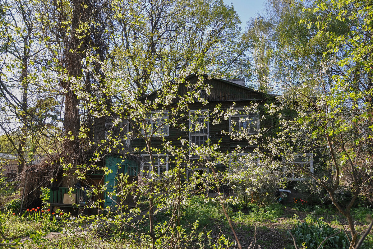 Весенний флёр (20.04. 2025 г.) - Татьяна Машошина