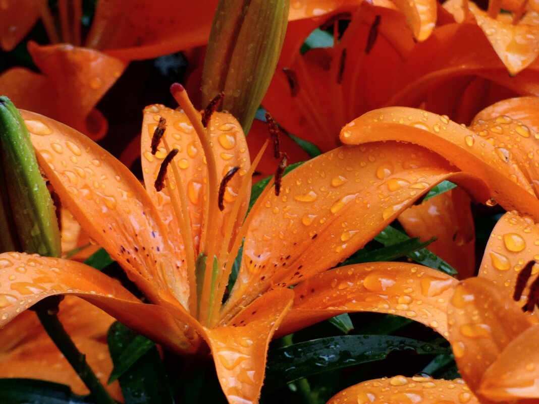 ПОСЛЕ ГРОЗЫ-2 - Елена Куприянова 