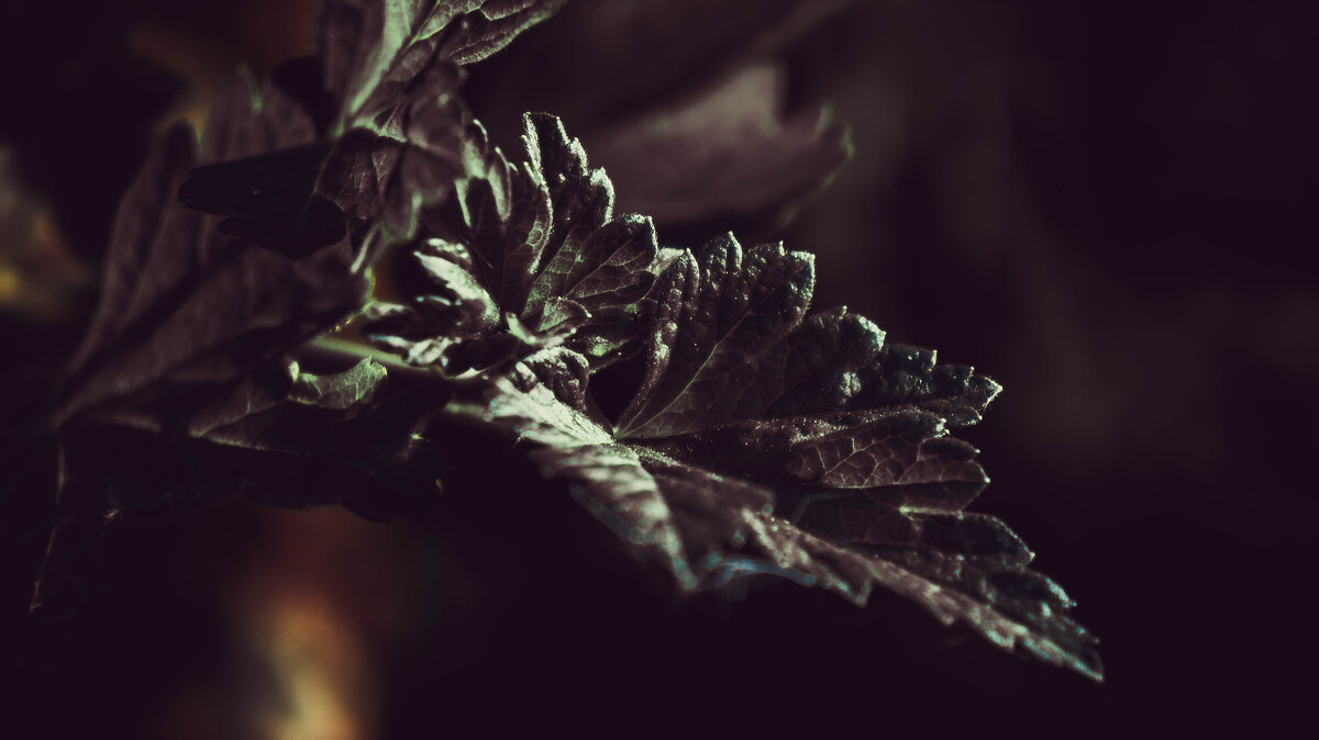 Из сумрака - Варвара Высоцкая