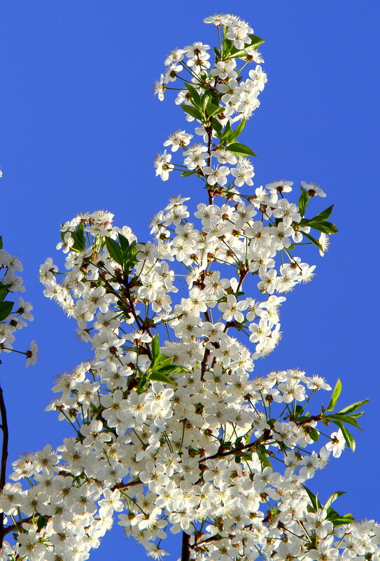 ** - Vlad Сергиевич ** - Vlad Сергиевич