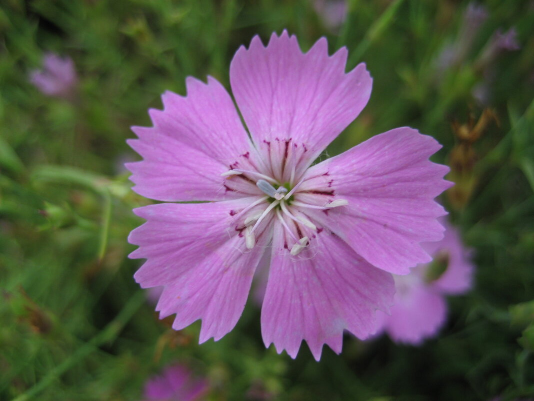 Гвоздика - Anna Ivanova Гвоздика - Anna Ivanova