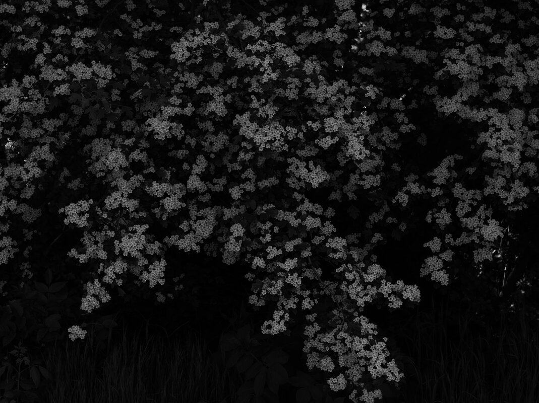 Цветущее дерево - Максим 