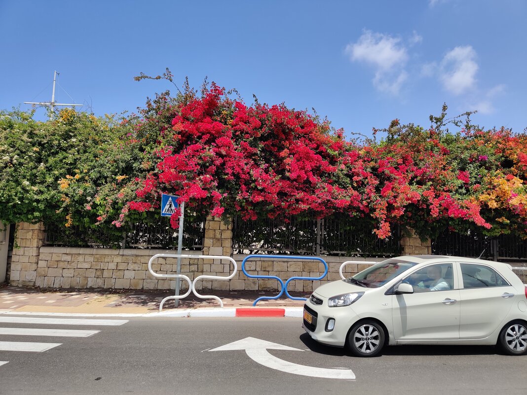 По дороге домой - Светлана Хращевская