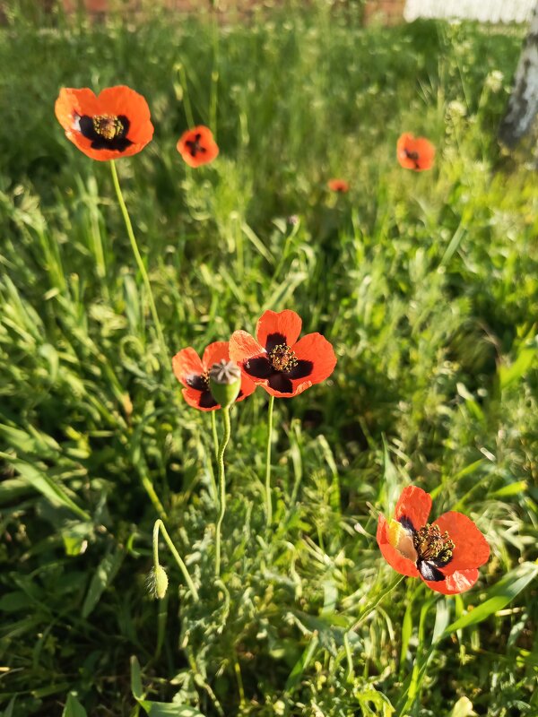 Маки - Татьяна Пальчикова