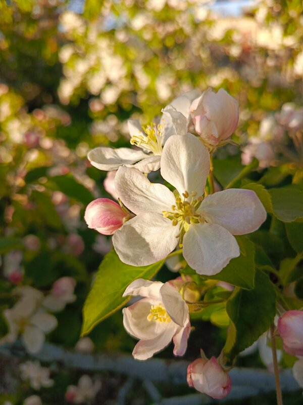 цветы яблони - Татьяна Пальчикова