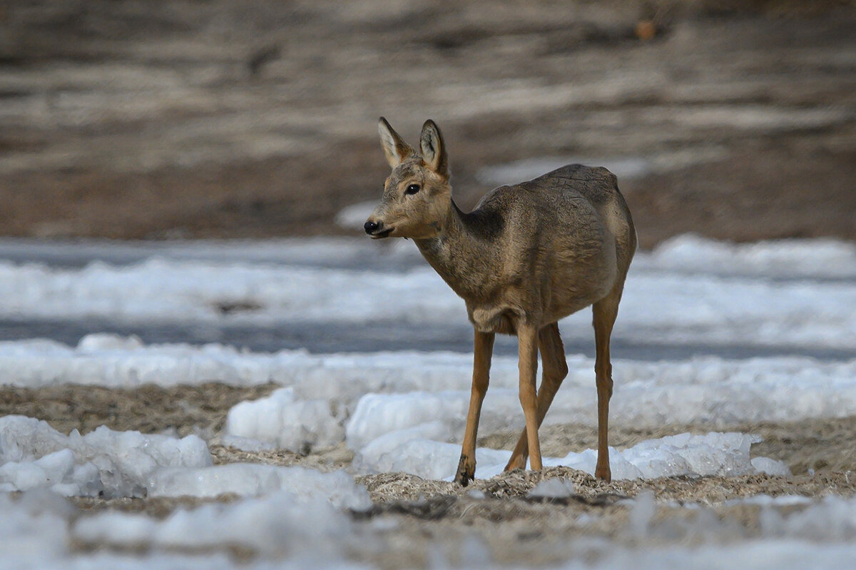 *** - Дмитрий *** - Дмитрий