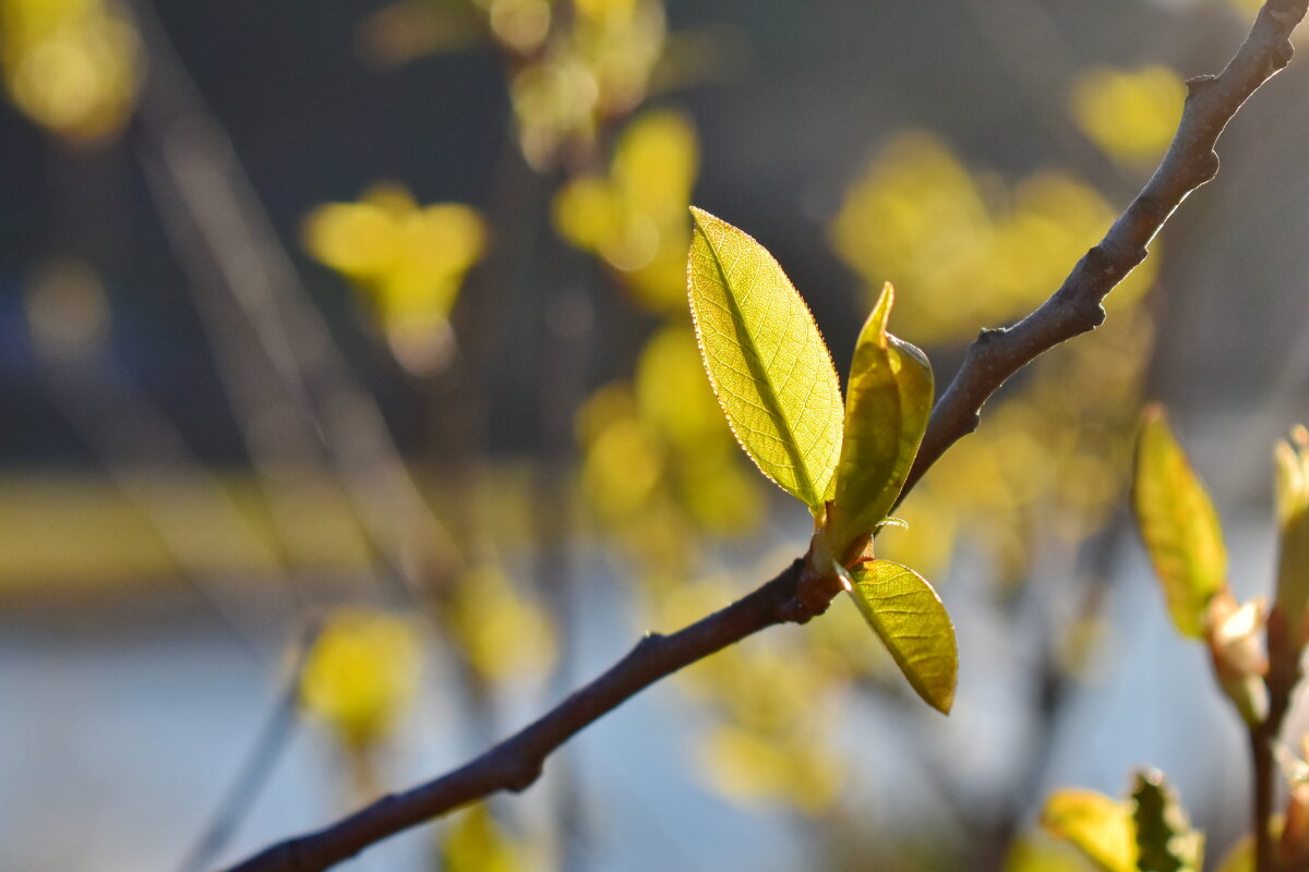 Контрастный вечер - Роман Пацкевич Контрастный вечер - Роман Пацкевич