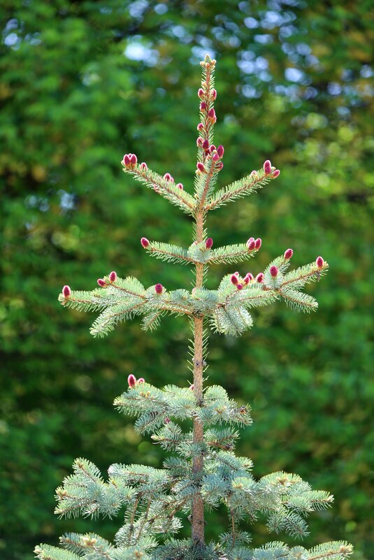 *** - Андрей Л. В. *** - Андрей Л. В.