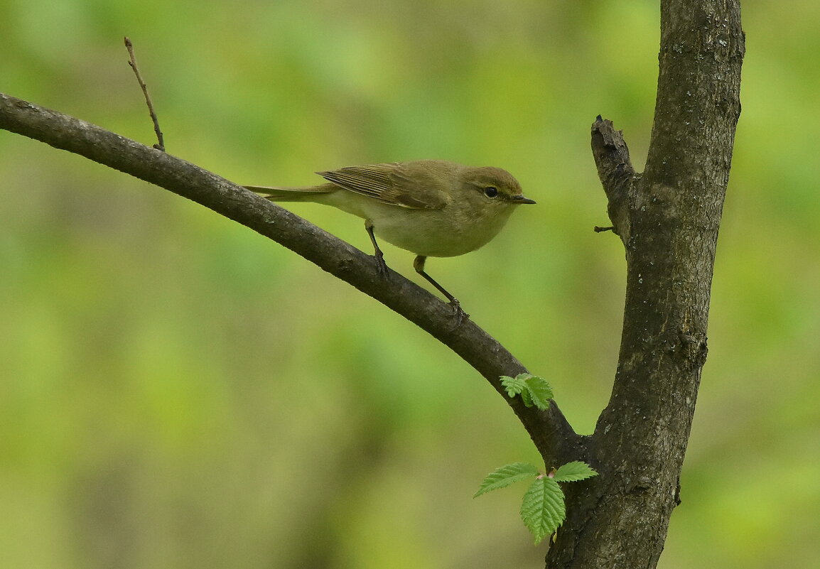 Пеночка теньковка. - Алексей .
