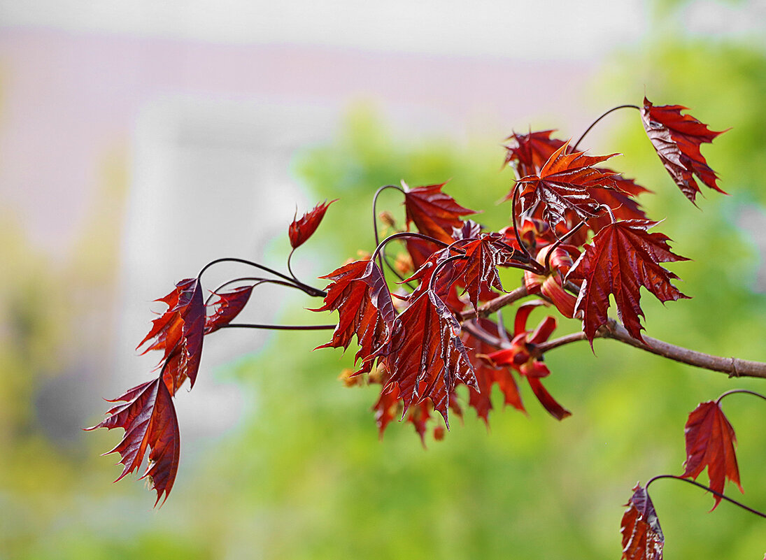 Краснолистный клён - Светлана 