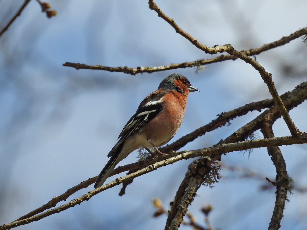 Зяблик - ИННА ПОРОХОВА Зяблик - ИННА ПОРОХОВА