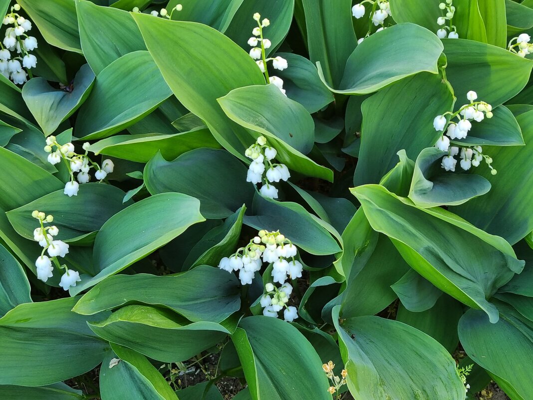 Ландышевая полянка - Наталья 