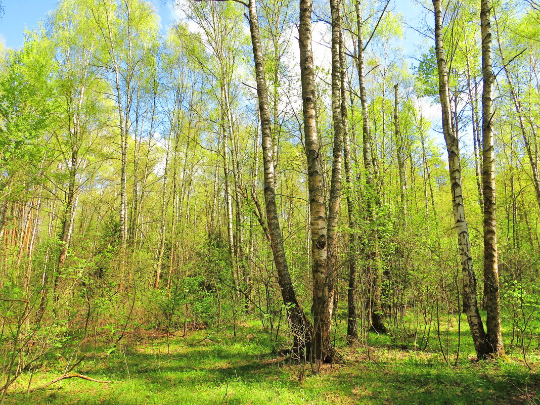Весна в берёзовой роще - Андрей Снегерёв Весна в берёзовой роще - Андрей Снегерёв