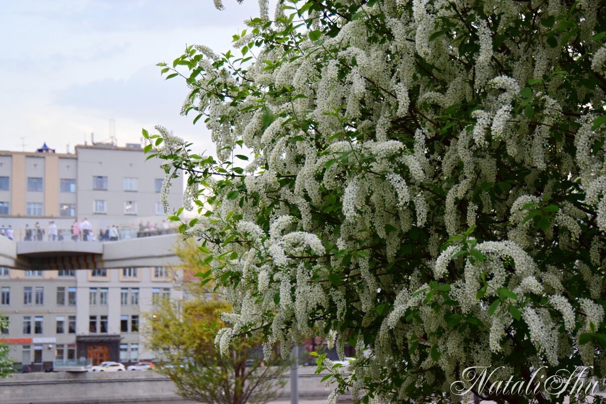 А запаааах!!! - Наталья Вязигина