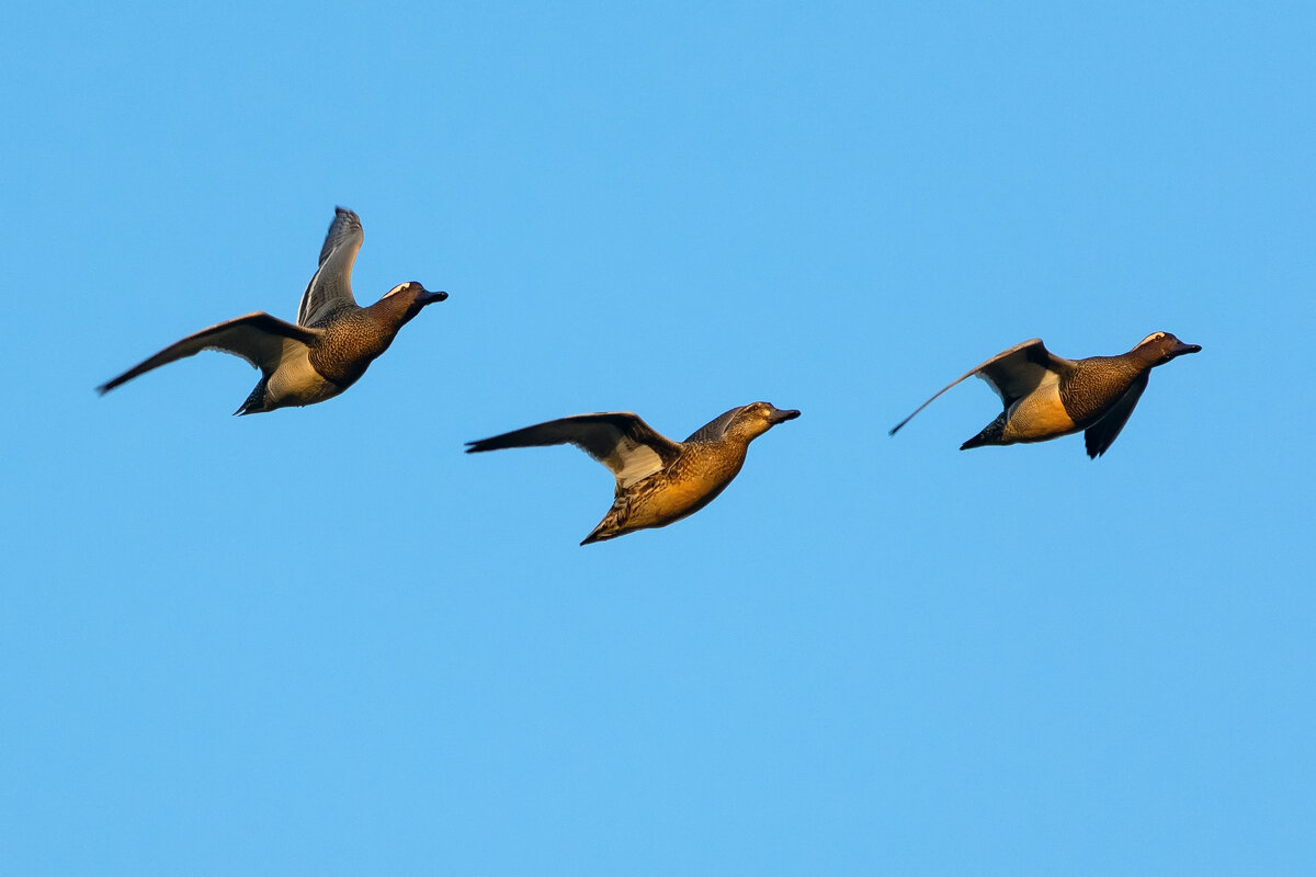 тройка - Виталий Емельянов тройка - Виталий Емельянов