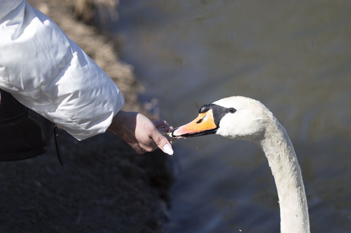 "Не оскудеет рука дающего" - Светлана Тихонина