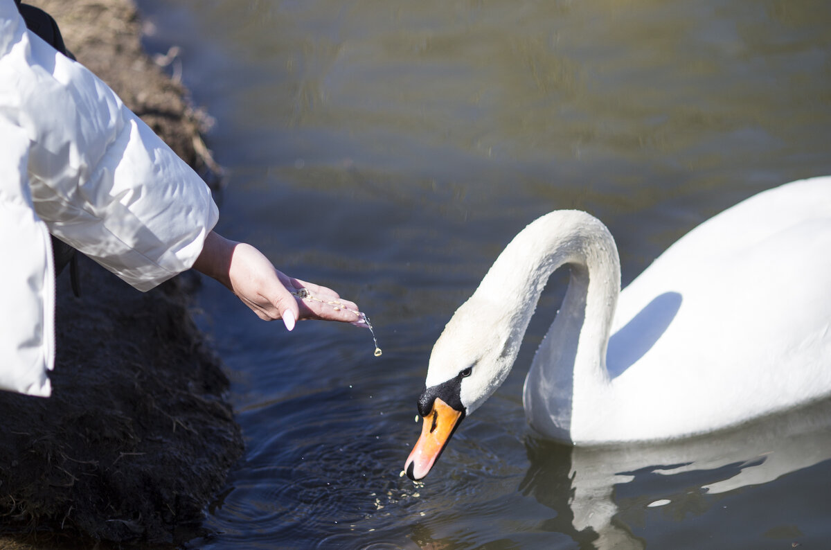"Не оскудеет рука дающего" - Светлана Тихонина