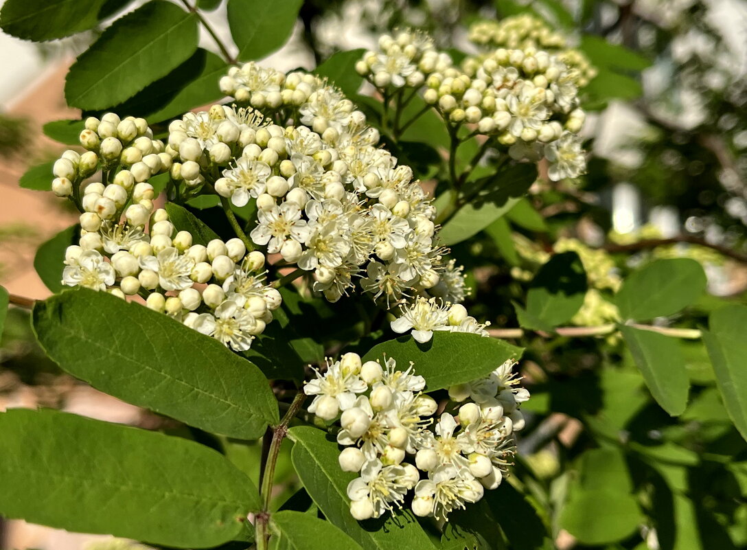 Рябина цветет. - Ирина Рябина цветет. - Ирина