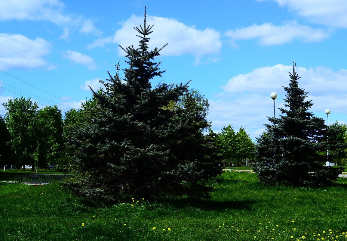 Ёлочки - Василий Палий