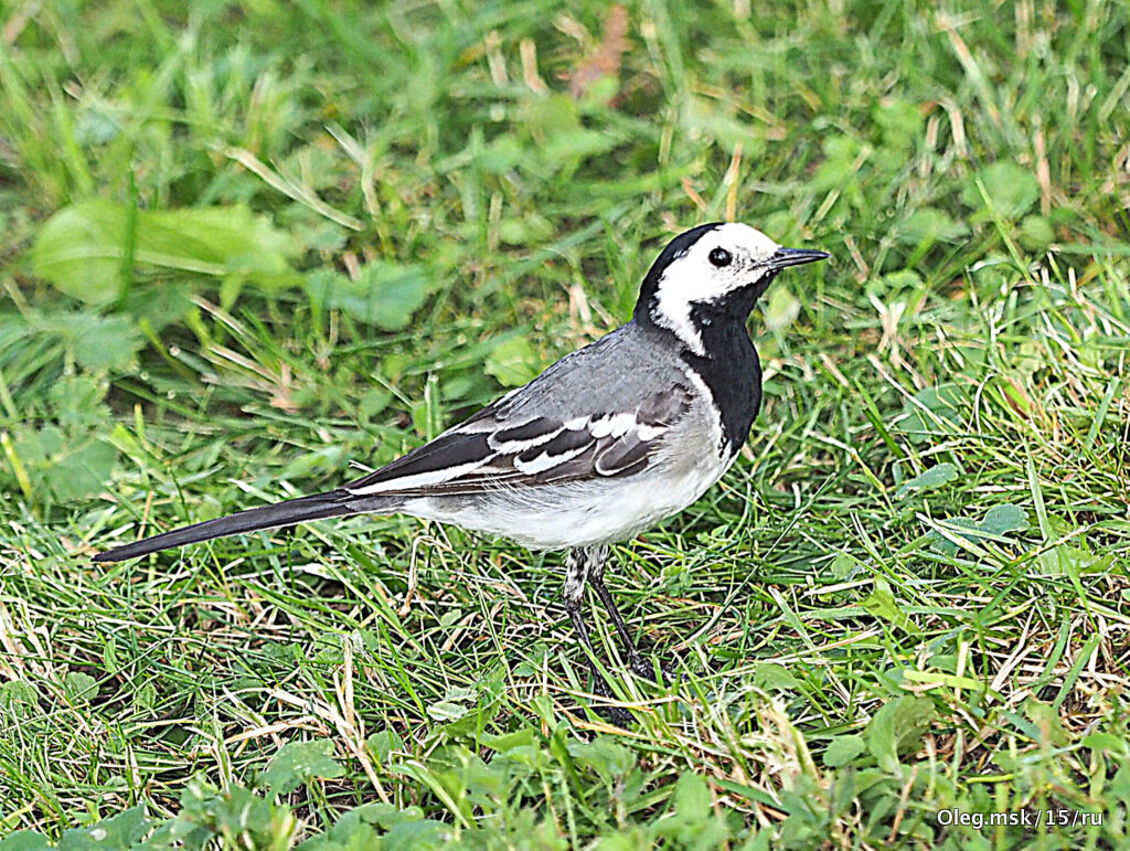 сожители городские - Олег Лукьянов сожители городские - Олег Лукьянов