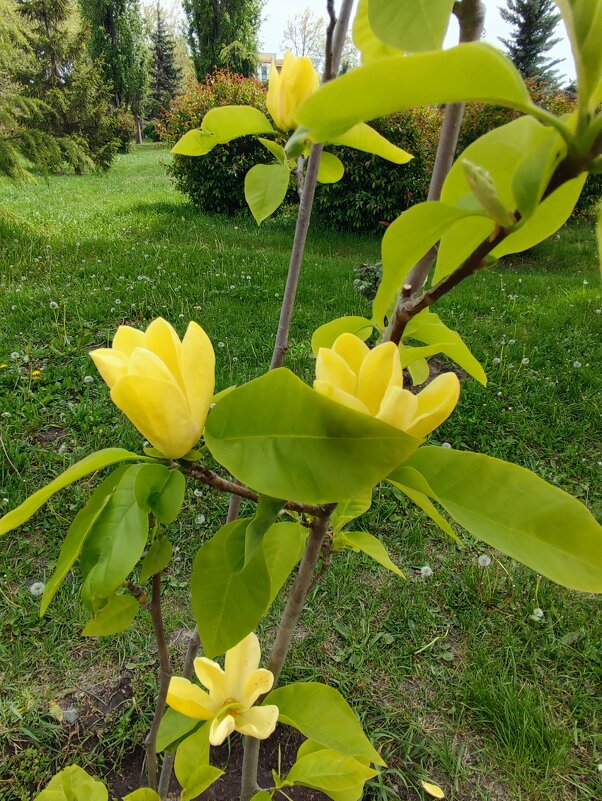 Цветы - Алла Кузнецова