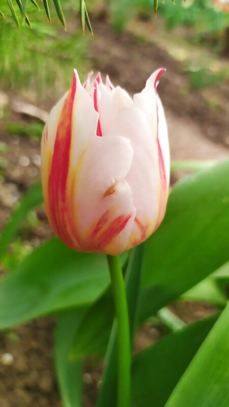 Цветы - Алла Кузнецова