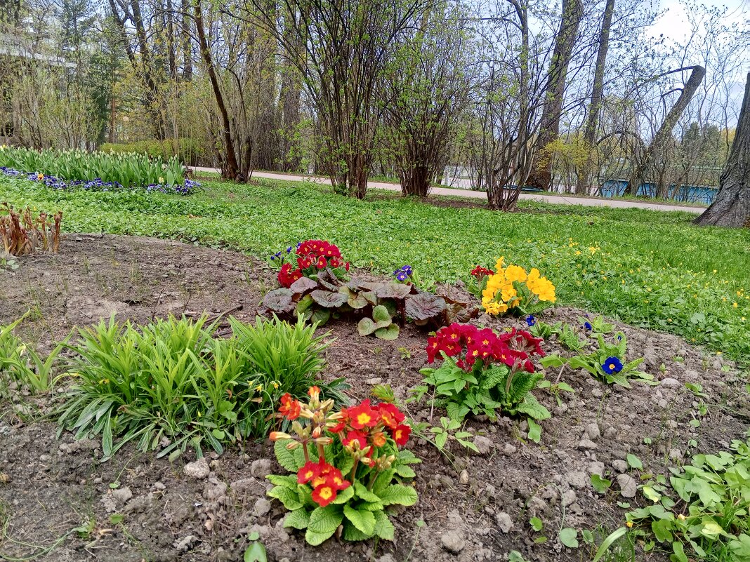 Примулы - Сапсан 