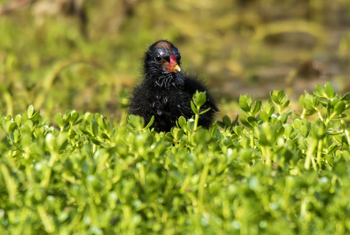 Камышница. - Alexander Amromin