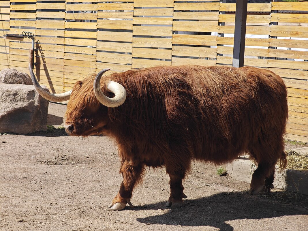 Бычок Гаврюша - <<< Наташа >>>