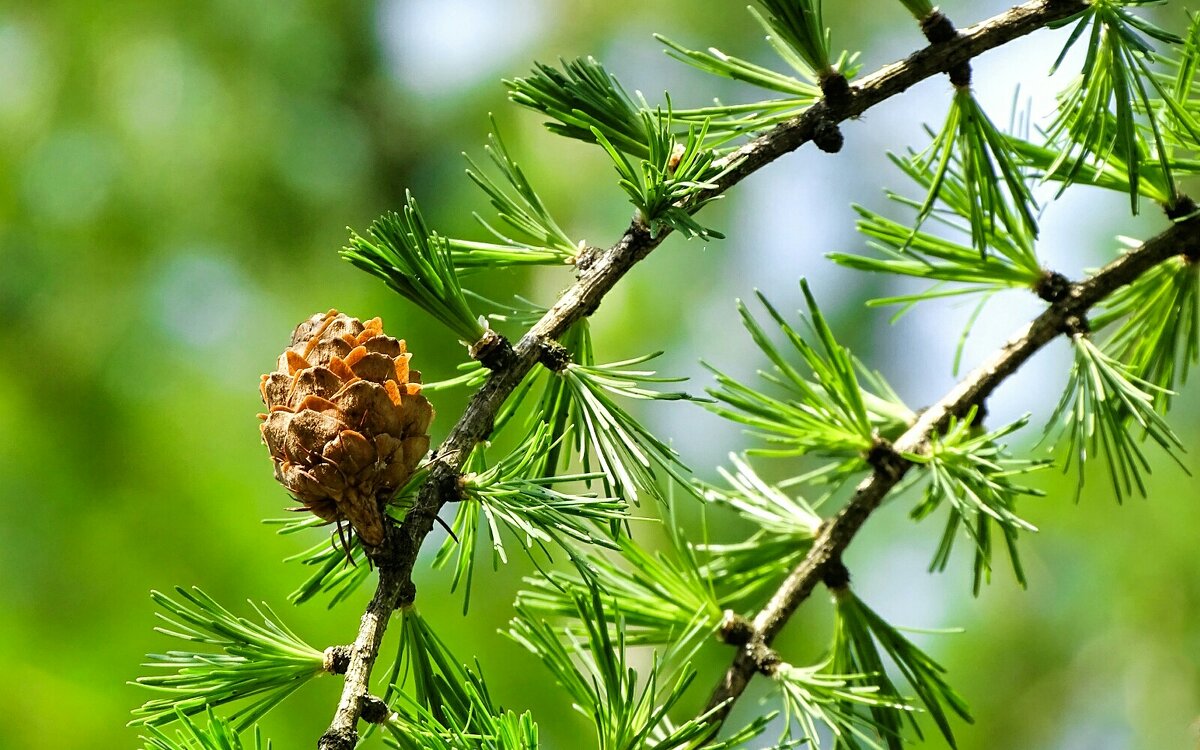 Прошлогодняя шишка на зелёной лиственнице - Милешкин Владимир Алексеевич Прошлогодняя шишка на зелёной лиственнице - Милешкин Владимир Алексеевич