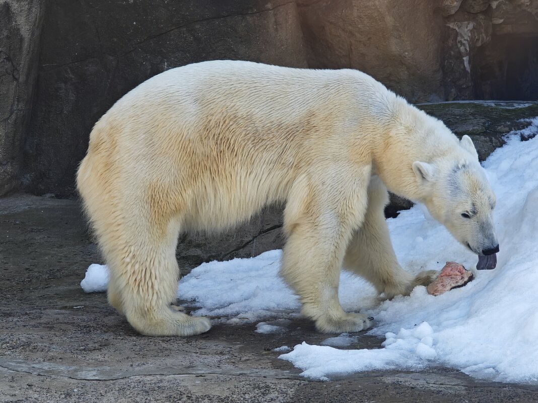 Белая медведица - <<< Наташа >>>