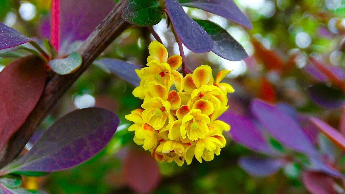 Цветы барбариса - Милешкин Владимир Алексеевич Цветы барбариса - Милешкин Владимир Алексеевич
