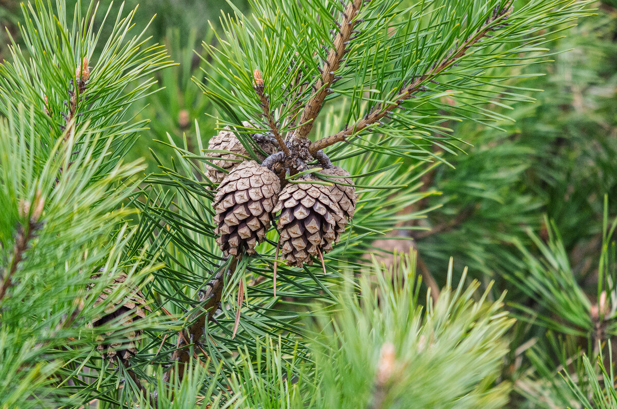*** - Виктор Иванович Чернюк *** - Виктор Иванович Чернюк