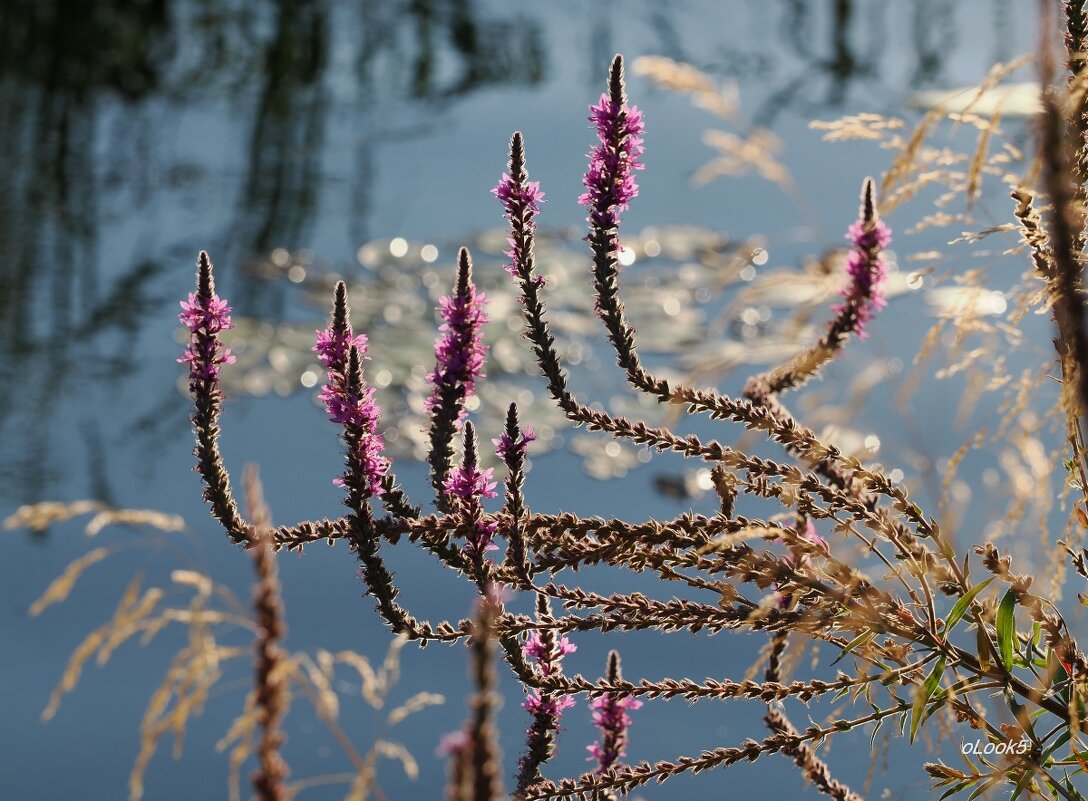 природа шепчет - Олег Лукьянов природа шепчет - Олег Лукьянов