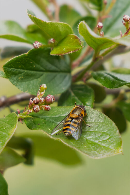 на листке - Michel 