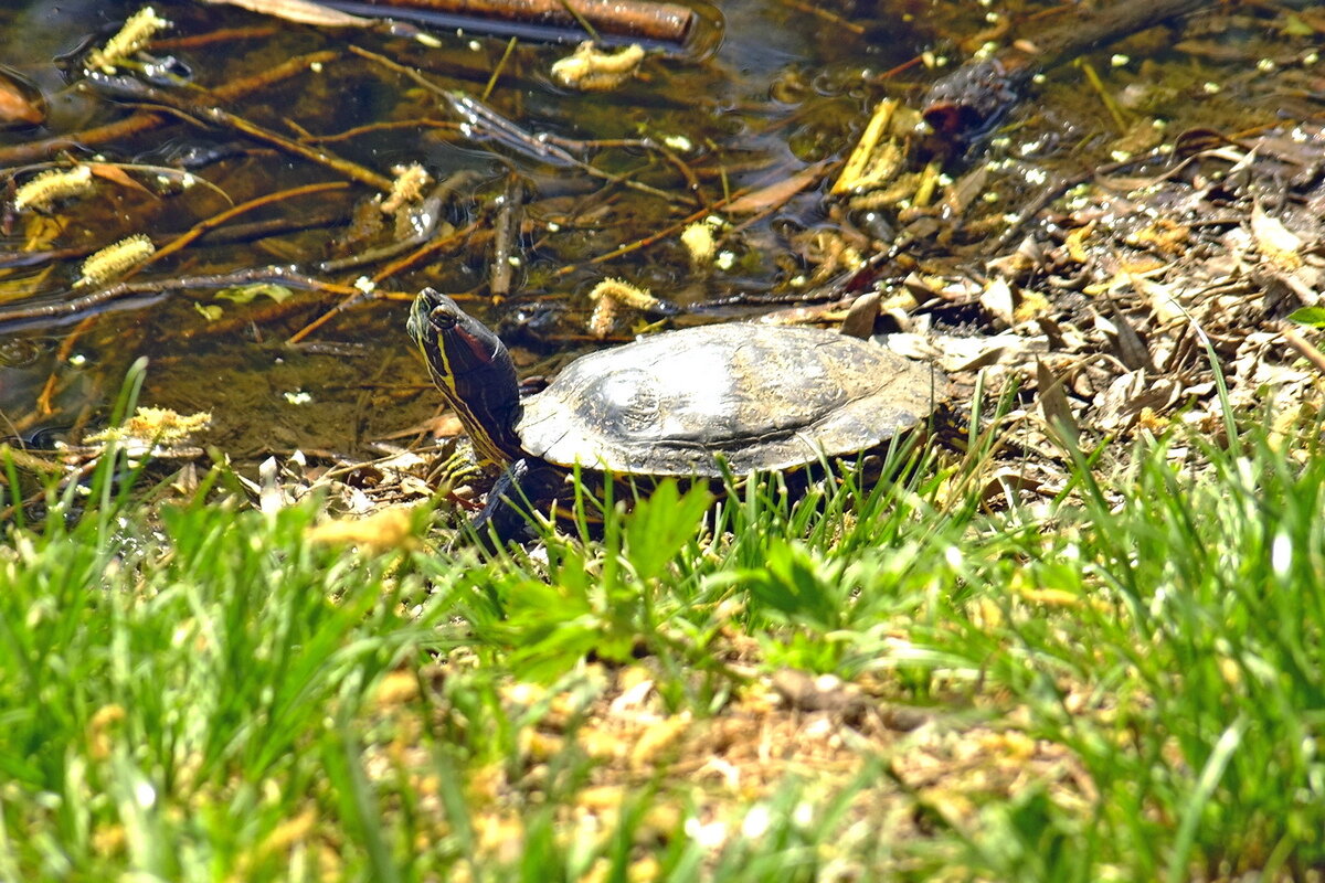 Красноухая черепаха - Фёдор Меркурьев Красноухая черепаха - Фёдор Меркурьев