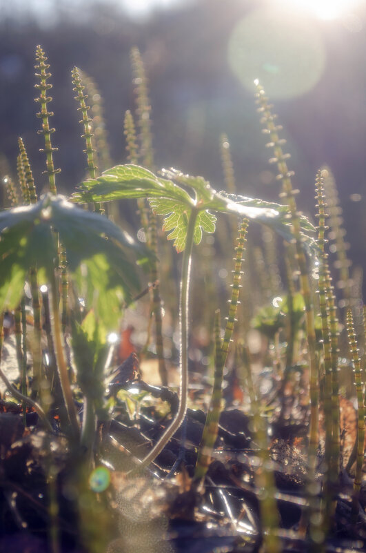 В утреннем Солнце - Lyubov Busova