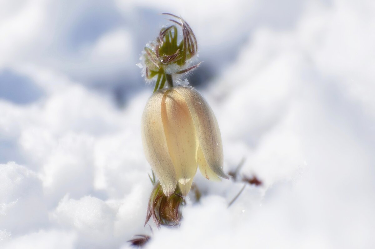 После снегопада - Марина Фомина.