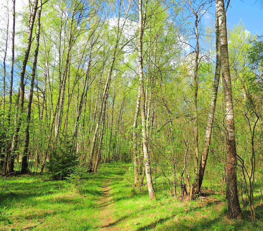 Тропинка в весеннем лесу - Андрей Снегерёв Тропинка в весеннем лесу - Андрей Снегерёв