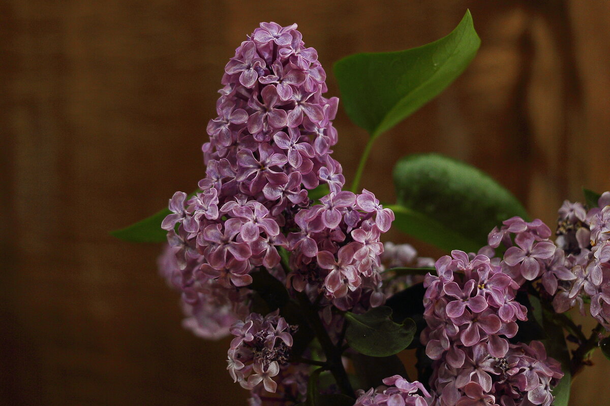 Цветы Победы - Юрий Гайворонскiий