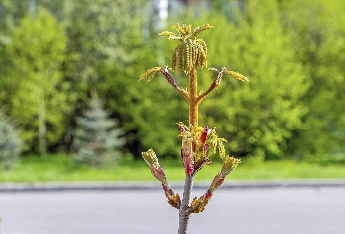 Молодой каштан - Валерий Иванович Молодой каштан - Валерий Иванович