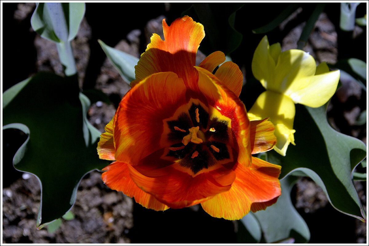 Тюльпан - Aleksandr Gal Тюльпан - Aleksandr Gal